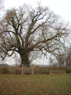Großer Wartbaum, über 400 Jahre alt.