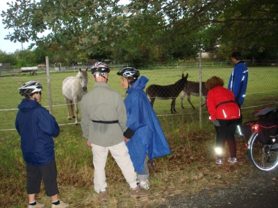26.09.12 Am Hessischen Forstamt in Bieber beobachten uns zwei Esel und ein Pferd.
