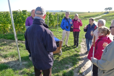 11.10.15: Unsere Gruppe mit Weinglas in der Hand in den Weinbergen