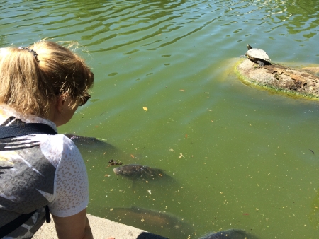 gMassenhaft große Fische und sich sonnende Schildkröten.