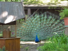 Ein Pfau schlägt ein wunderschönes Rad.