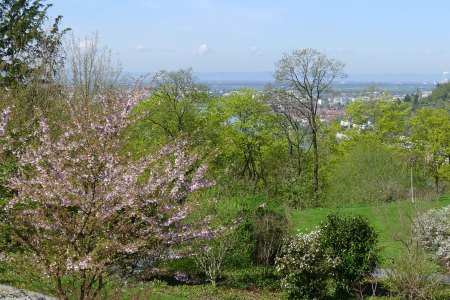 Herrlicher Blick über blühende Bäume Richtung Heidelberg und Mannheim.