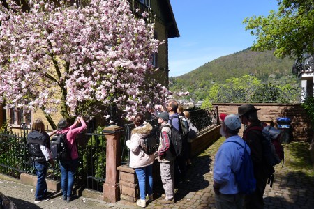 Beim Abstieg vom Schloß in die Altstadt schnuppern wir an einer Magnolie.