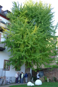 Wir schauen und befühlen einen 200 Jahre alten Gingko-Baum im Garten unseres Hotels.