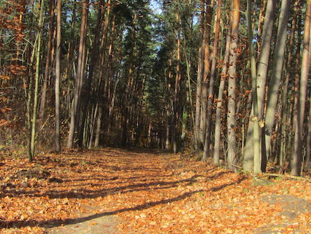 Wald Dudenhofen