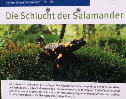 Ein Schild weist auf die Feuersalamander-Population hin.